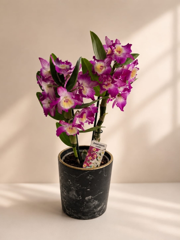 DENDROBİUM ORKİDE